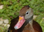 FZ006072 Pink beaked duck.jpg